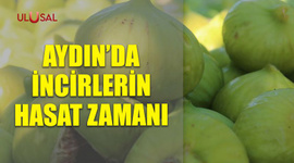 Aydın'da incirlerin hasat zamanı